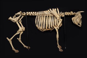 Image description is not available for 2011.17.1